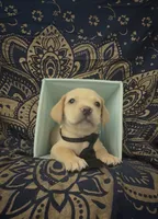     Little Sausage Frenchie Boy , a male French Bulldog and Dachshund for sale in Moreno Valley, CA – 1 of 10