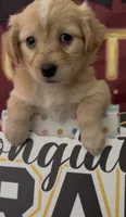 Mini golden retriever girl 02, a female Golden Retriever and Pomeranian for sale in Moreno Valley, CA – 3 of 4