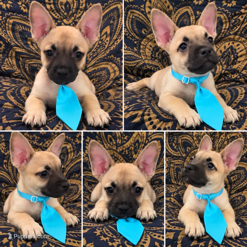     Frenchie Dachshund “French Bull Weenie” Boy  – French Bulldog, Miniature Dachshund puppy for sale in Moreno Valley, CA