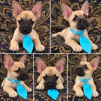     Frenchie Dachshund “French Bull Weenie” Boy , a male French Bulldog and Miniature Dachshund for sale in Moreno Valley, CA – 1 of 1