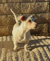 Playful Bichon × Bull Terrier Boy – Fun, Loving, Great Personality, a female Bichon Frise and Bull Terrier for sale in Moreno Valley, CA – Photo 1 of 2