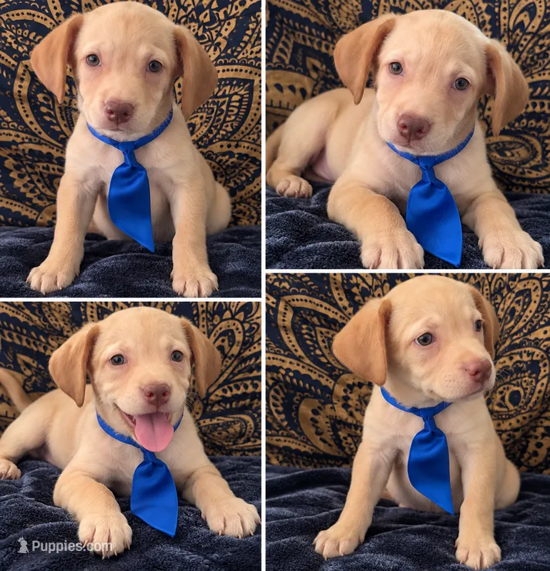 One-of-a-Kind Frenchie Weenie Puppy Boy blue eyes  – French Bulldog, Miniature Dachshund puppy for sale in Moreno Valley, CA