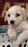 Mini golden retriever , a female Golden Retriever and Pomeranian for sale in Moreno Valley, CA – 3 of 4
