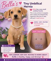 Bella girl Chiweenie , a female Chihuahua and Miniature Dachshund for sale in Moreno Valley, CA – Photo 4 of 5
