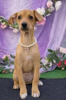 Valentina, a female Chihuahua and Miniature Dachshund for sale in Moreno Valley, CA – Photo 1 of 3