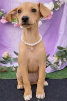 Valentina, a female Chihuahua and Miniature Dachshund for sale in Moreno Valley, CA – Photo 3 of 3