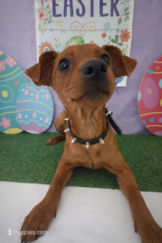 Tiny Red Miniature Pinscher 01 – Chihuahua, Miniature Pinscher puppy for sale in Moreno Valley, CA