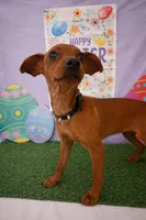 Tiny Red Miniature Pinscher 01, a female Chihuahua and Miniature Pinscher for sale in Moreno Valley, CA – Photo 4 of 4