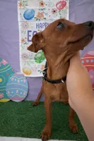 Tiny Red Miniature Pinscher 01, a female Chihuahua and Miniature Pinscher for sale in Moreno Valley, CA – Photo 2 of 4