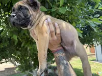 Cane corso puppy boy 002, a male Cane Corso for sale in Moreno Valley, CA – 2 of 4