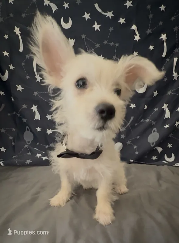 Chorkie boy creamy white   – Chorkie puppy for sale in Moreno Valley, CA
