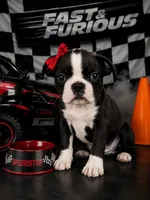 Female Boston terrier pug 02, a female Boston Terrier and Pug for sale in Moreno Valley, CA – 1 of 1
