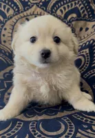 Pomchi boy , a male Chihuahua and Pomeranian for sale in Moreno Valley, CA – 3 of 5