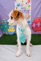 Mini parson jack terrier , a male Parson Russell Terrier for sale in Moreno Valley, CA – 2 of 2