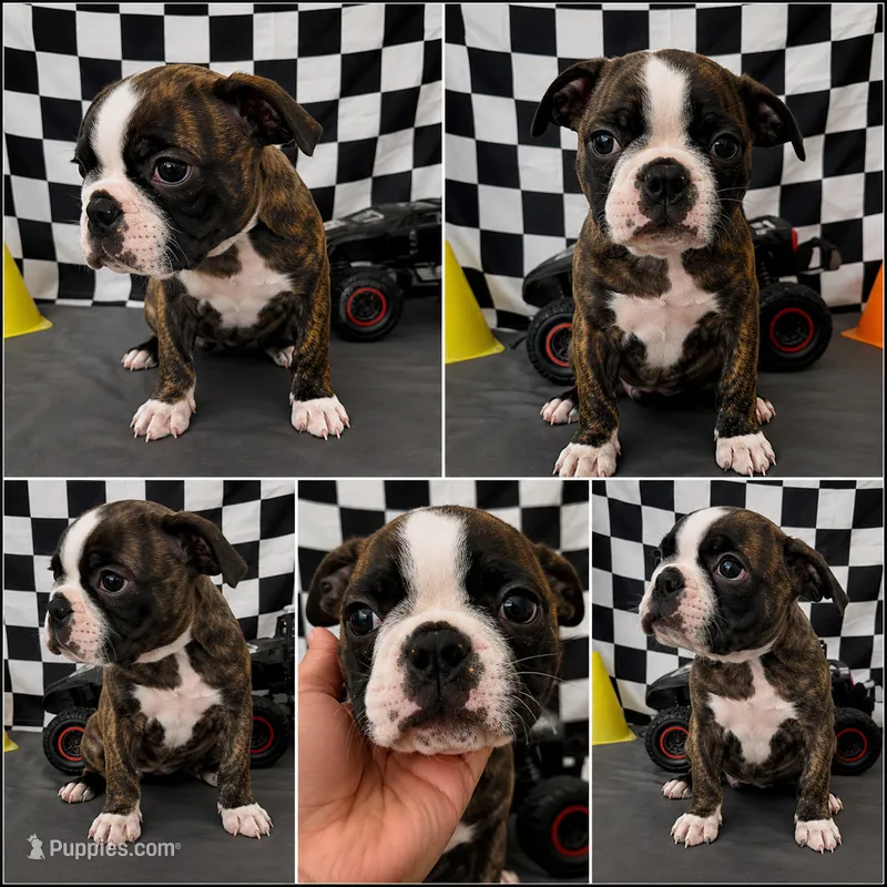 Adorable boy 02 – French Bulldog, Bugg puppy for sale in Moreno Valley, CA