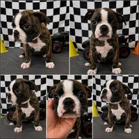 Adorable boy 02, a male French Bulldog and Bugg for sale in Moreno Valley, CA – 1 of 1