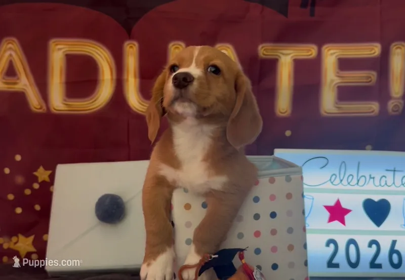 Bassetoddle boy 01  – Maltipoo, Basset Hound puppy for sale in Moreno Valley, CA