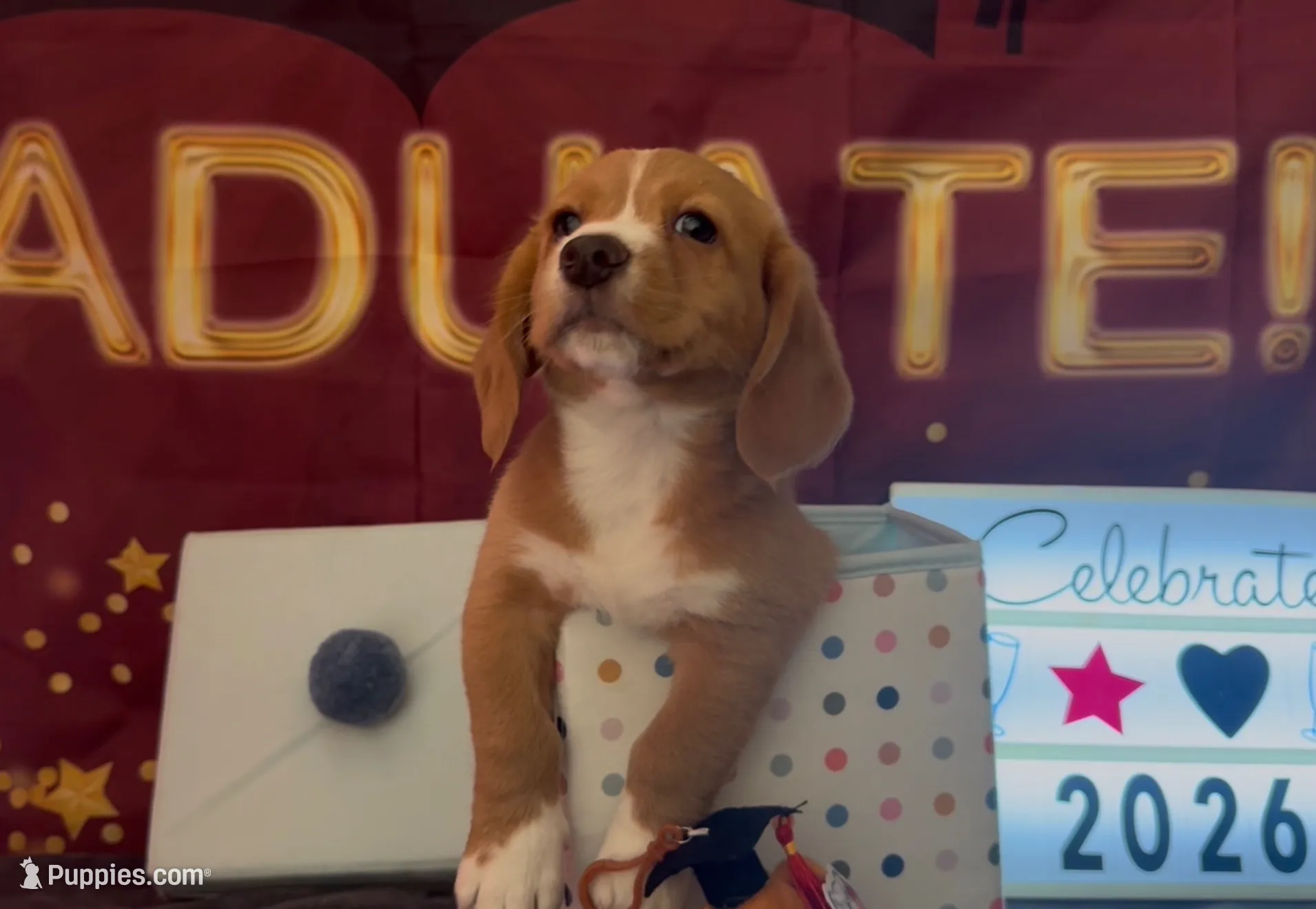 Bassetoddle boy 01 , a male Maltipoo and Basset Hound for sale in Moreno Valley, CA – 1 of 7