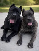 Cane corso boy 02, a male Cane Corso for sale in Moreno Valley, CA – Photo 3 of 3