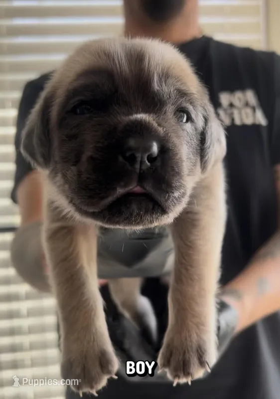Cane corso boy 02 – Cane Corso puppy for sale in Moreno Valley, CA