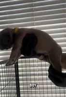 Cane corso boy 02, a male Cane Corso for sale in Moreno Valley, CA – Photo 2 of 3