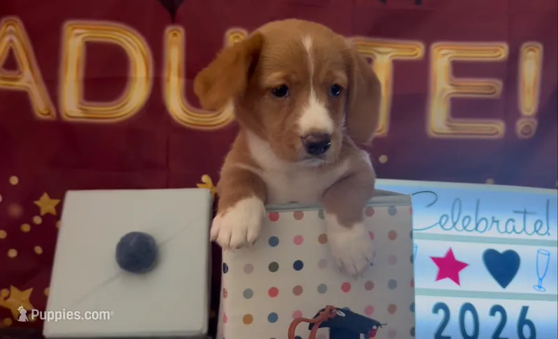 Bassetoddle boy 01  – Maltipoo, Basset Hound puppy for sale in Moreno Valley, CA