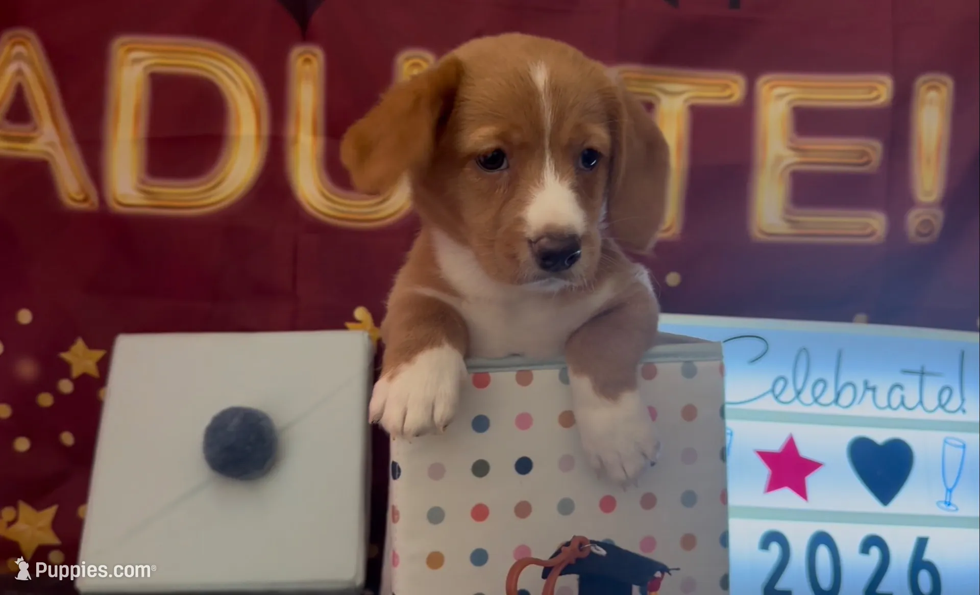 Bassetoddle boy 01 , a male Maltipoo and Basset Hound for sale in Moreno Valley, CA – 6 of 7