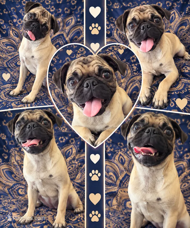Valentine pug girl ❤️ – Pug puppy for sale in Moreno Valley, CA