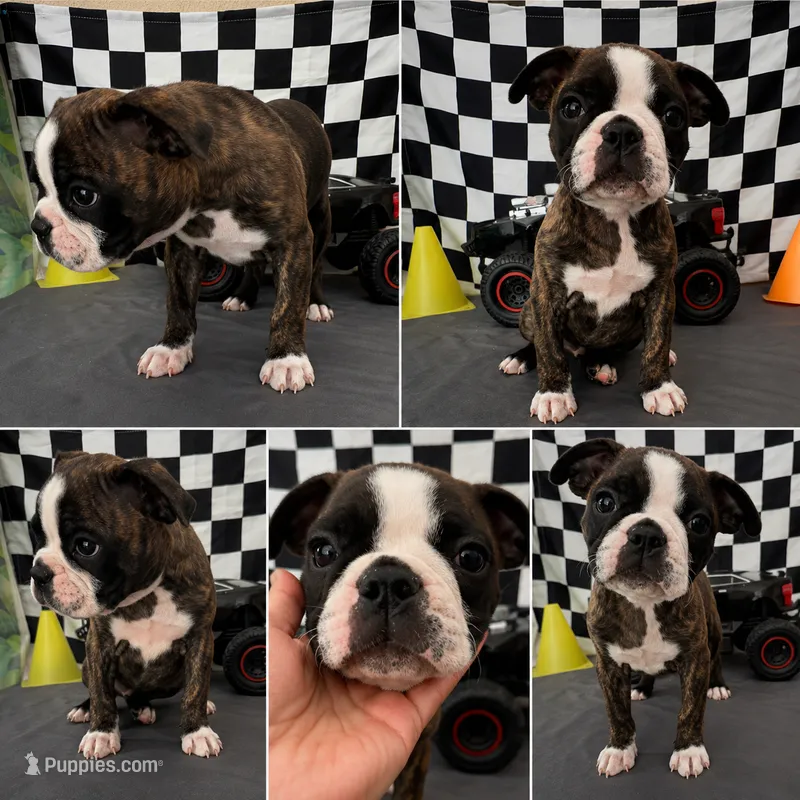 Adorable male 01 – French Bulldog, Bugg puppy for sale in Moreno Valley, CA