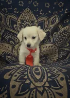 Adorable sweet pomchi boy , a male Chihuahua and Pomeranian for sale in Moreno Valley, CA – 2 of 9