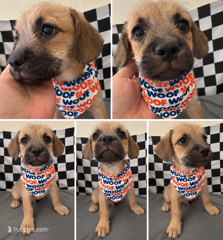 Frenchypoo boy 2  – French Bulldog, Poodle - Miniature  puppy for sale in Moreno Valley, CA