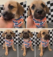 Frenchypoo boy 2 , a male French Bulldog and Poodle - Miniature  for sale in Moreno Valley, CA – 2 of 2