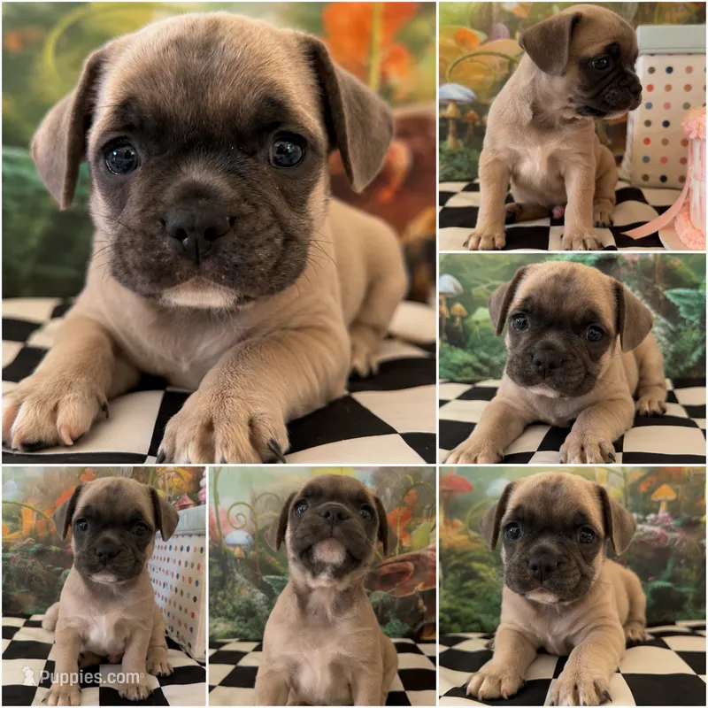 Grey fawn handsome boy – French Bulldog, Pug puppy for sale in Moreno Valley, CA