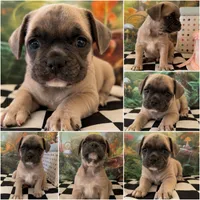 Grey fawn handsome boy, a male French Bulldog and Pug for sale in Moreno Valley, CA – 1 of 2