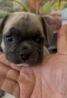 Grey fawn handsome boy, a male French Bulldog and Pug for sale in Moreno Valley, CA – 2 of 2