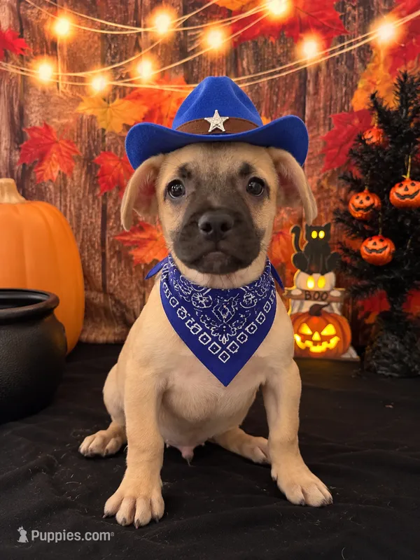    Frenchie Dachshund “French Bull Weenie” Boy  – French Bulldog, Miniature Dachshund puppy for sale in Moreno Valley, CA