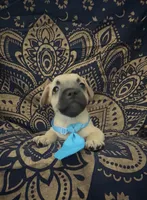     Frenchie Dachshund “French Bull Weenie” Boy, a male French Bulldog and Miniature Dachshund for sale in Moreno Valley, CA – 2 of 9