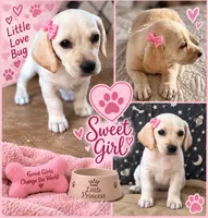 Smaller beagle chihuahua puppy girl , a female Beagle and Chihuahua for sale in Moreno Valley, CA – 1 of 1