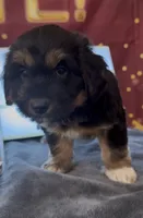 Bassetoddle boy 06 , a male Maltipoo and Basset Hound for sale in Moreno Valley, CA – 4 of 6