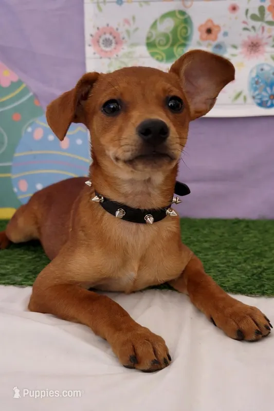 tiny docked tail mini red doberman  – Doberman Pinscher, Chihuahua puppy for sale in Moreno Valley, CA