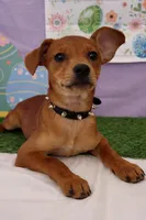 tiny docked tail mini red doberman , a male Doberman Pinscher and Chihuahua for sale in Moreno Valley, CA – Photo 1 of 4