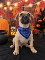FRENCHIE WEENIE, a male French Bulldog and Miniature Dachshund for sale in Moreno Valley, CA – 3 of 3