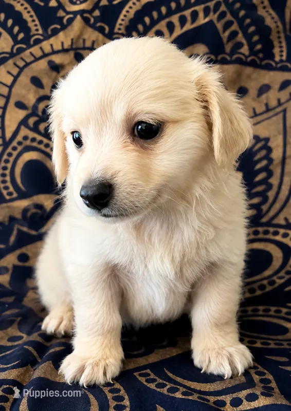 Pomchi boy  – Chihuahua, Pomeranian puppy for sale in Moreno Valley, CA