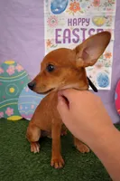 Small Miniture pincher big personality!! Brother , a male Miniature Pinscher for sale in Moreno Valley, CA – Photo 3 of 4