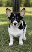     Rare Corgi × Australian Shepherd Puppies, a female Australian Shepherd and Pembroke Welsh Corgi for sale in Moreno Valley, CA – 1 of 2