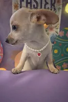 Olivia , a female Chiweenie for sale in Moreno Valley, CA – Photo 1 of 3