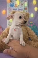 Olivia , a female Chiweenie for sale in Moreno Valley, CA – Photo 2 of 3