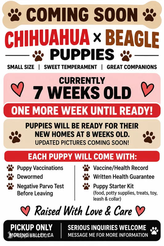 Adorable Chihuahua × Beagle Puppies – Small, Sweet & Ready Soon! – Beagle, Chihuahua puppy for sale in Moreno Valley, CA