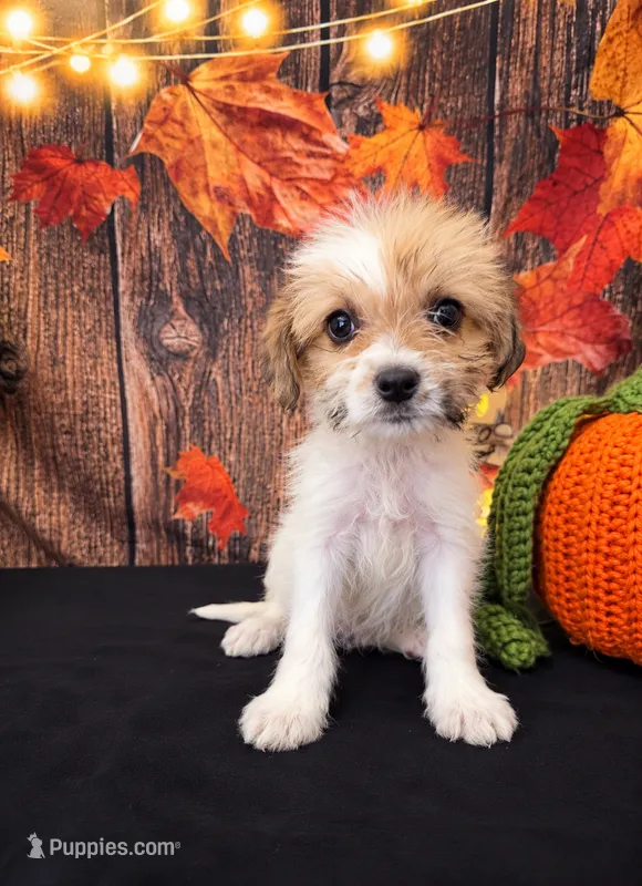 Shihpoo girl  – Shihpoo puppy for sale in Moreno Valley, CA
