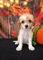 Shihpoo girl , a female Shihpoo for sale in Moreno Valley, CA – 1 of 3